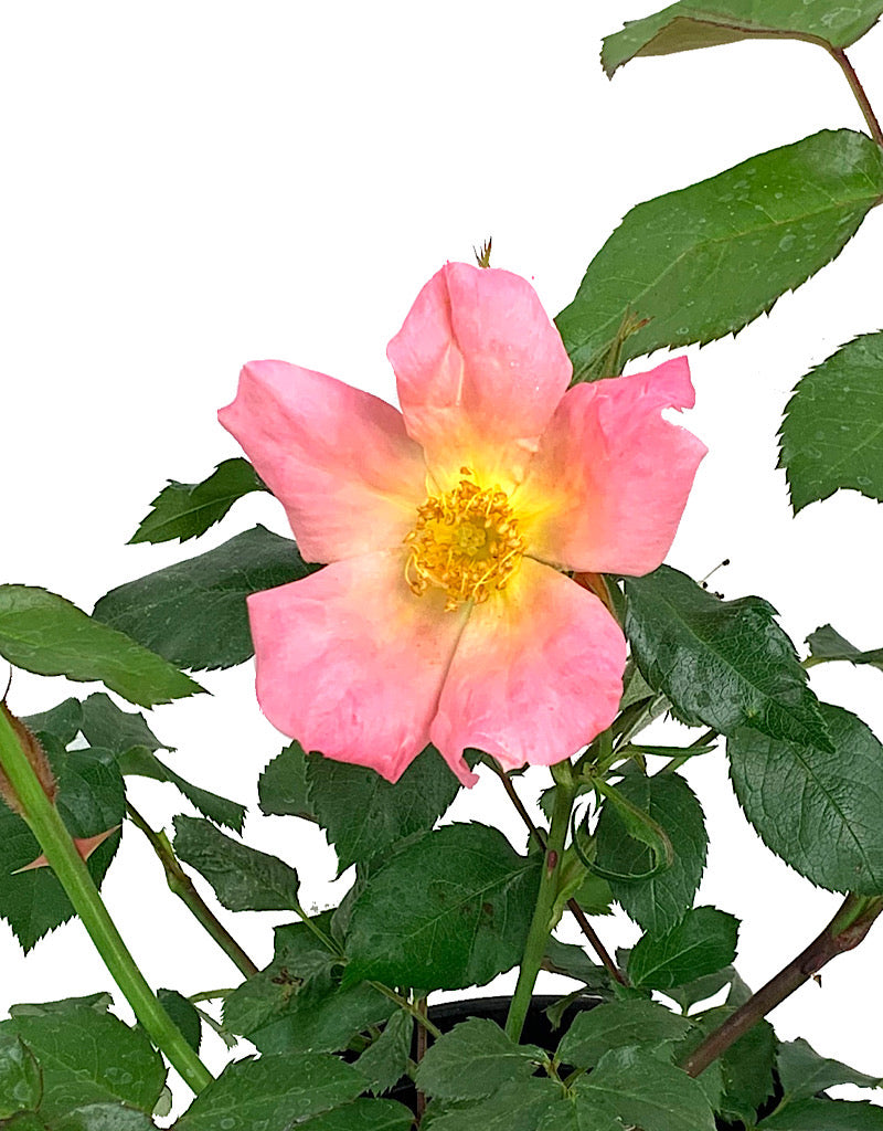Rosa 'Morning Colors' 1 Gallon