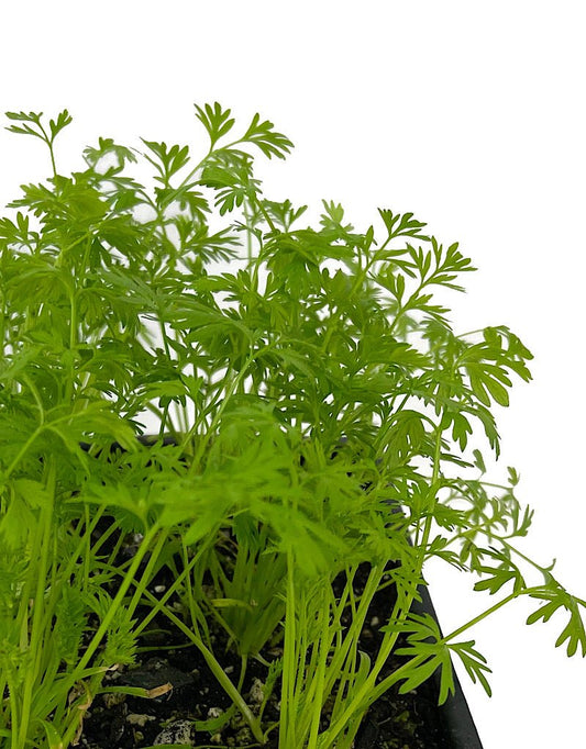 Carrot 'Red' Jumbo Traypack - The Garden Corner