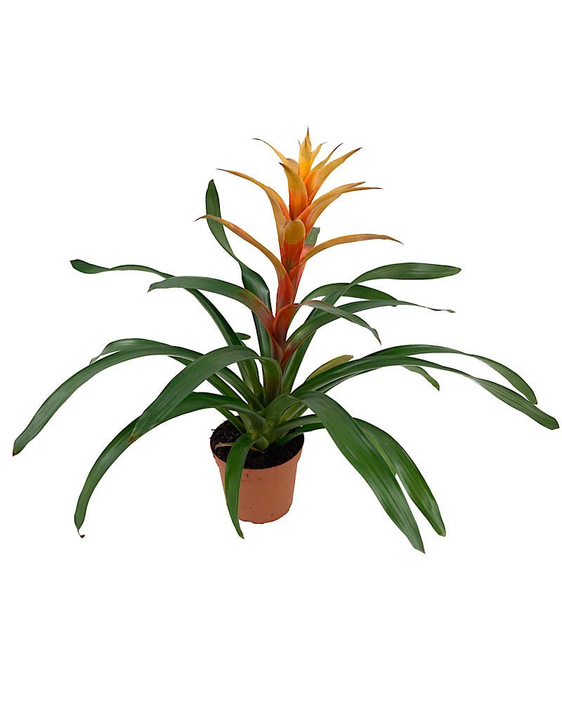 Bromeliaceae guzmania - House Plants