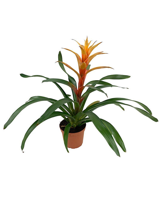 Bromeliaceae guzmania - The Garden Corner