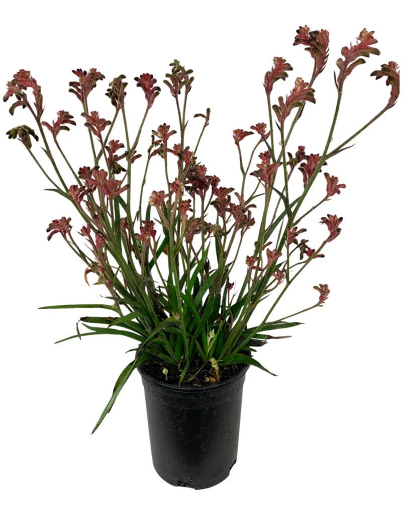 Anigozanthos Kanga Kangaroo Paws - Perennials