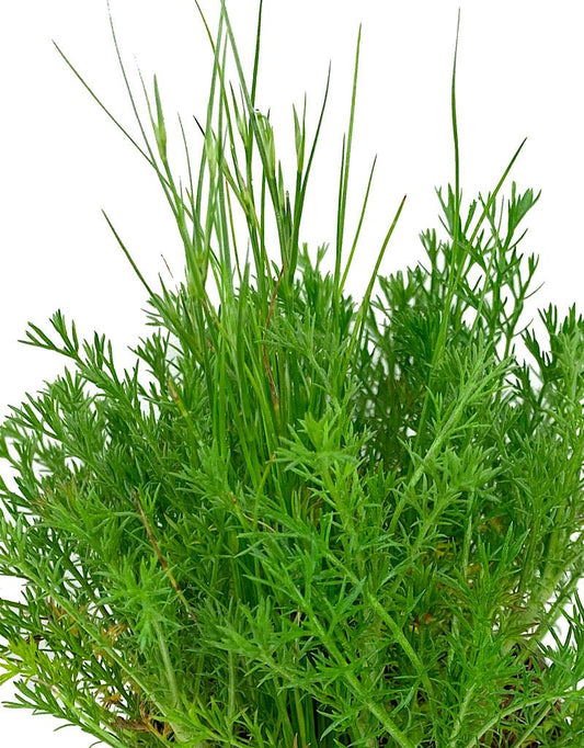 Chamomile €˜Roman 4 inch - The Garden Corner