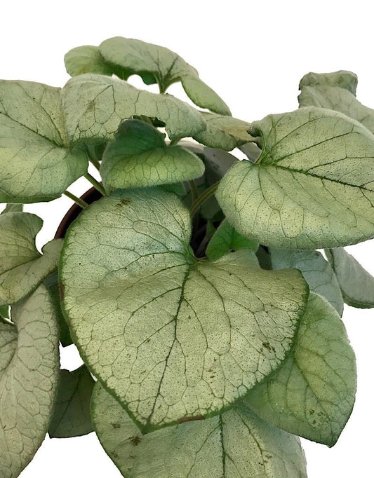 Brunnera macrophylla 'Looking Glass' 1 Gallon - The Garden Corner