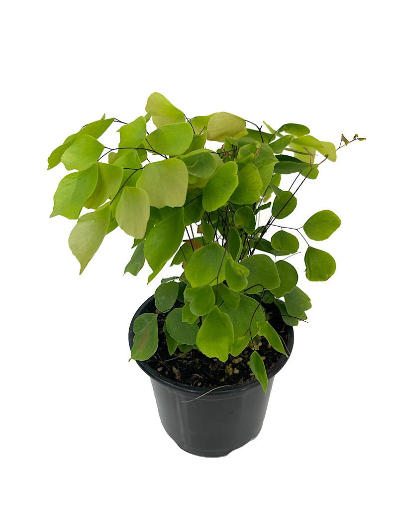 Adiantum peruvianum - The Garden Corner