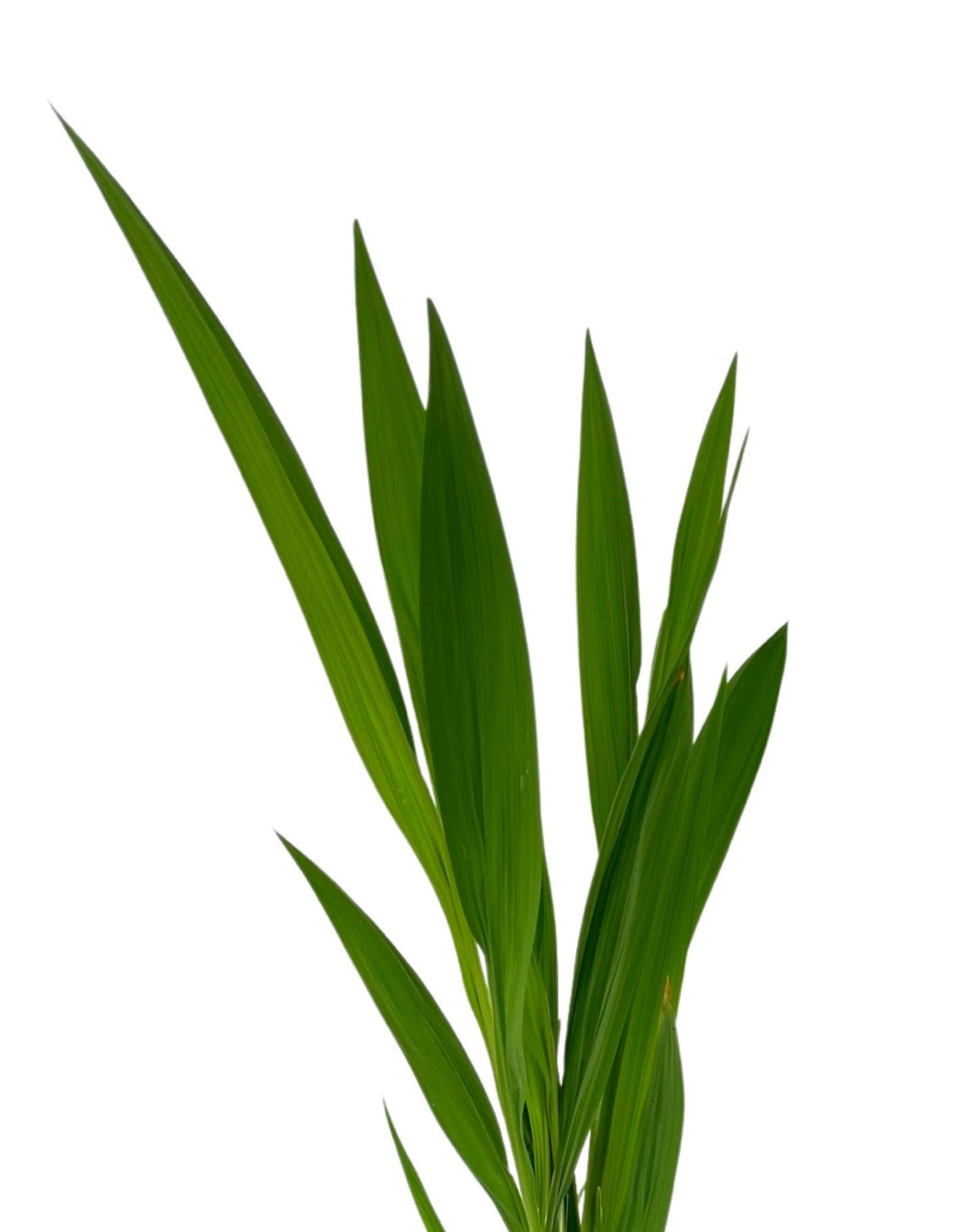 Crocosmia 'Lucifer' - The Garden Corner