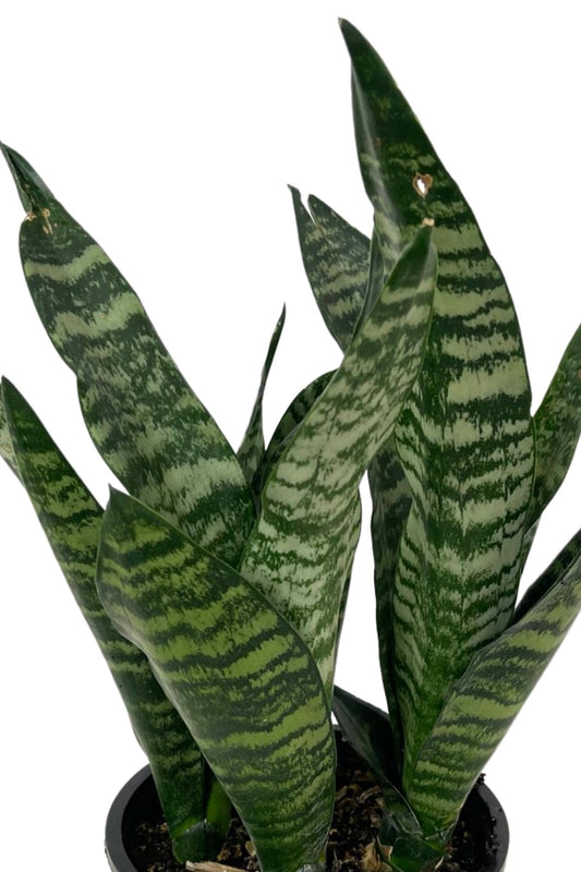 Sansevieria trifasciata 'Superba Robusta' 1 Gallon - The Garden Corner