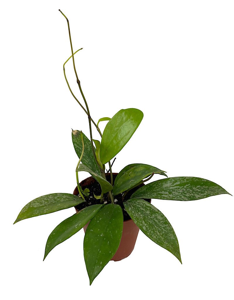 Hoya pubicalyx - The Garden Corner