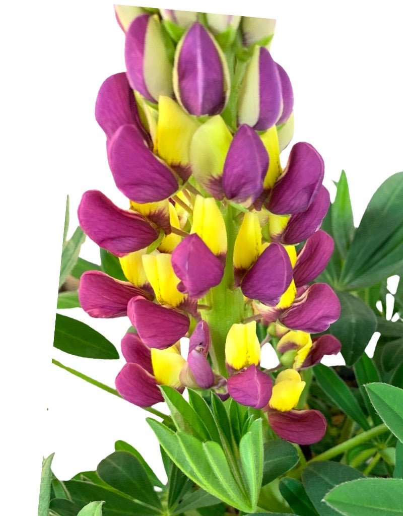 Lupinus 'Westcountry Manhattan Lights' - The Garden Corner