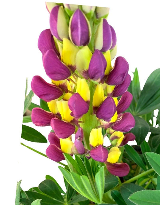 Lupinus 'Westcountry Manhattan Lights' - The Garden Corner