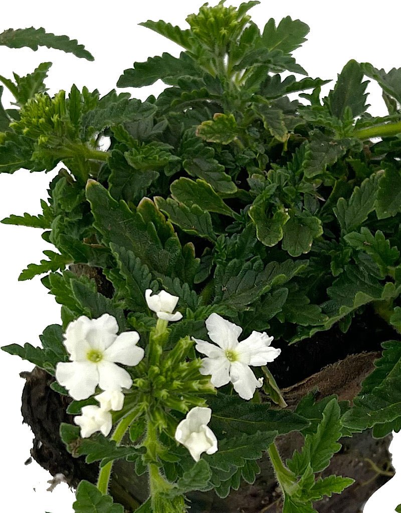 Verbena 'Lanai White' - The Garden Corner