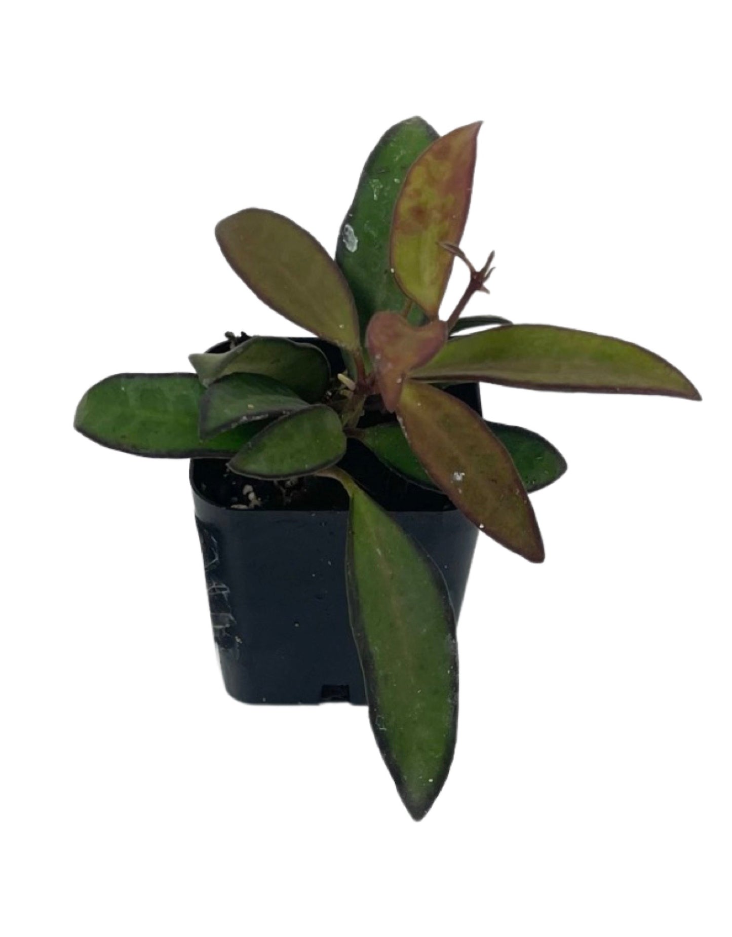 Hoya 'Rosita' - House Plants