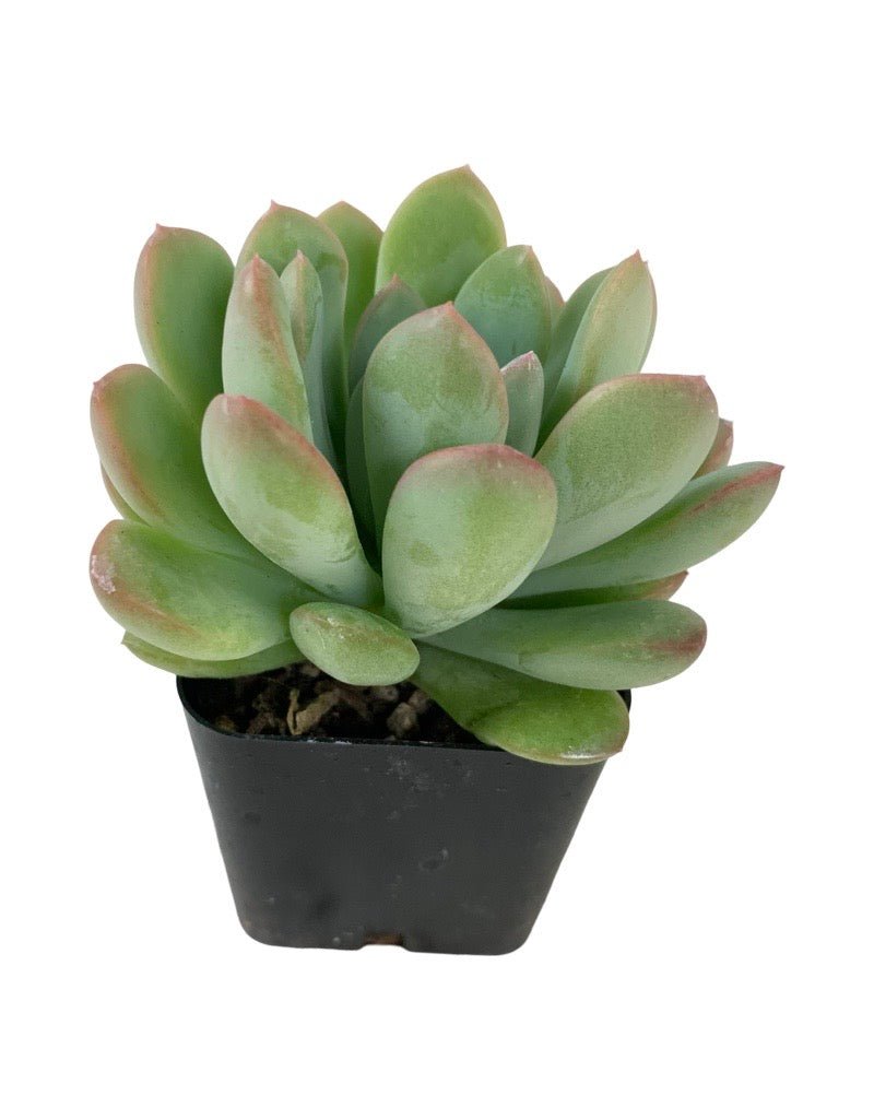 scheideckeri succulent Echeveria scheideckeri 'Jeweled Crown' – The Garden Corner