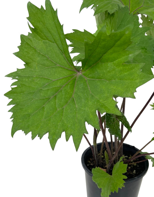 Ligularia stenocephala 'Little Rocket' - The Garden Corner