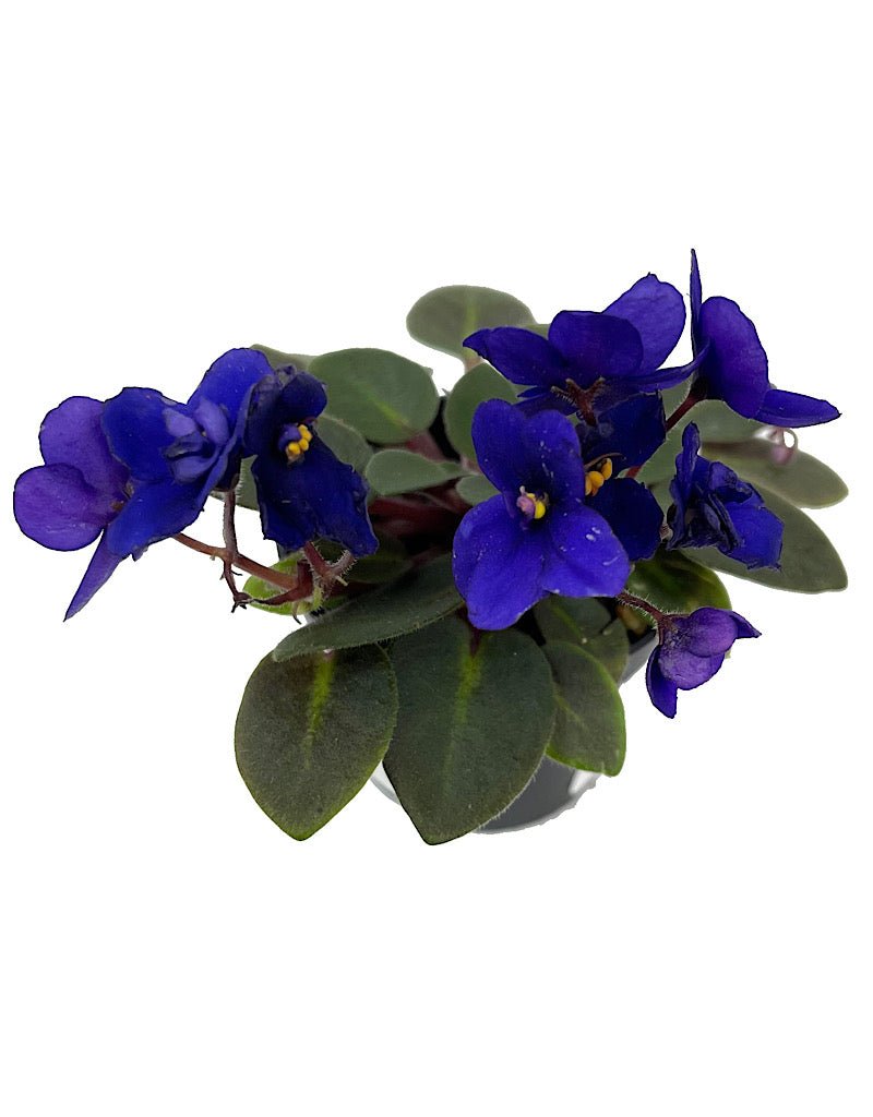 Saintpaulia ionantha 2 Inch - The Garden Corner