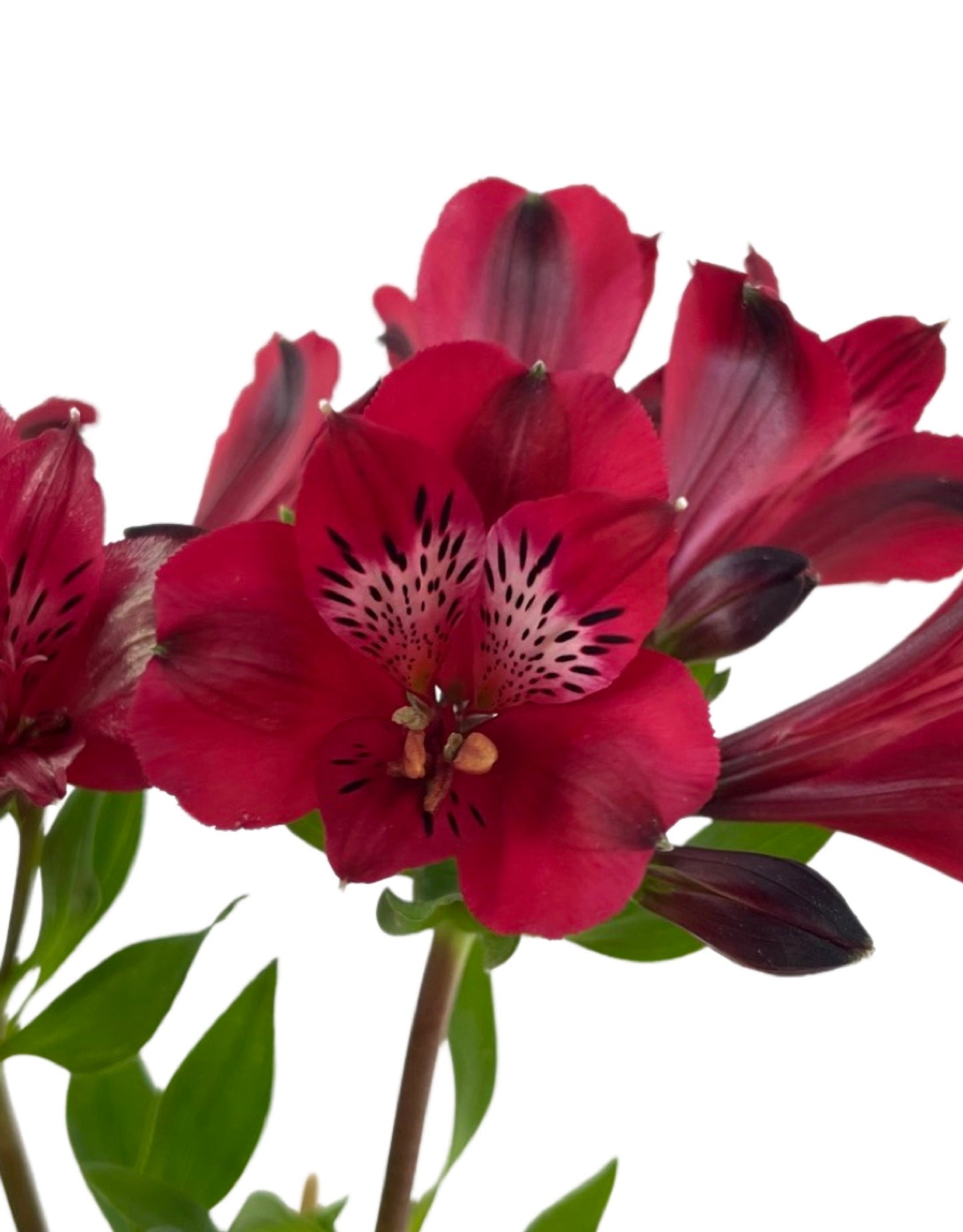 Alstroemeria 'Inca Noble' 1 Gallon