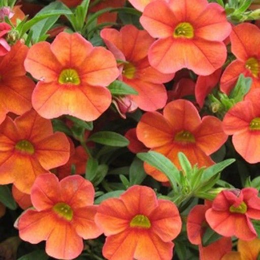 Calibrachoa 'Aloha Kona Hot Orange' 4 Inch - The Garden Corner