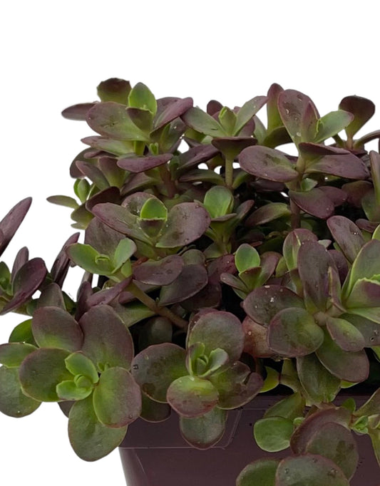 Sedum 'Firecracker' - The Garden Corner