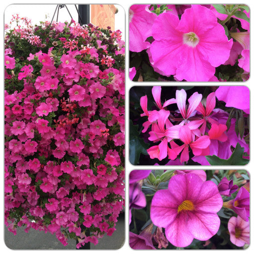 Pink Hanging Basket