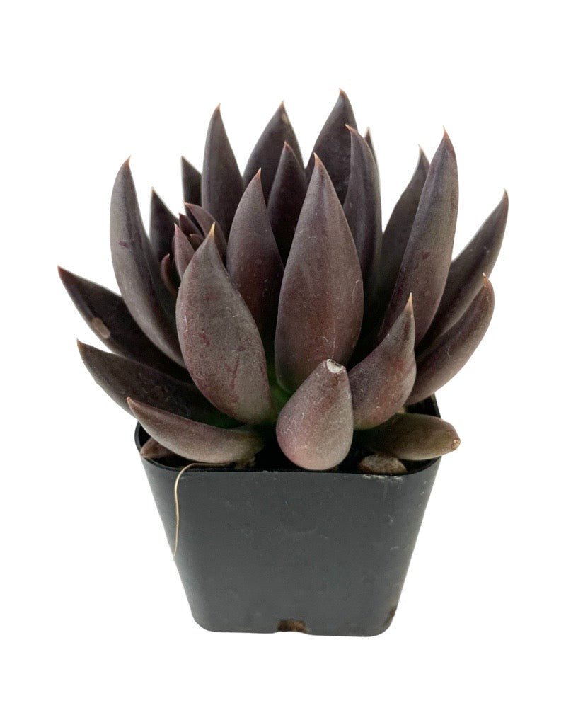 black knight black prince succulent Echeveria affinis 'Black Knight' – The Garden Corner