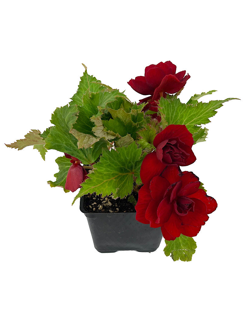Begonia 'Nonstop Red'