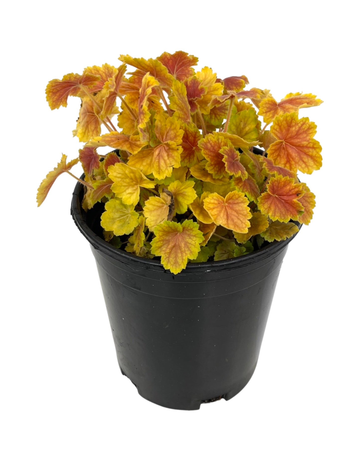 Heuchera 'Northern Exposure Sienna'