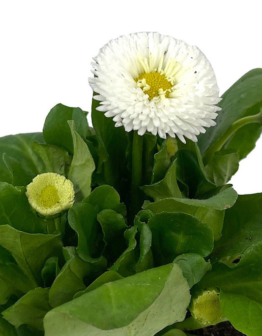 Bellis p. 'Tasso White' 4 Inch - The Garden Corner