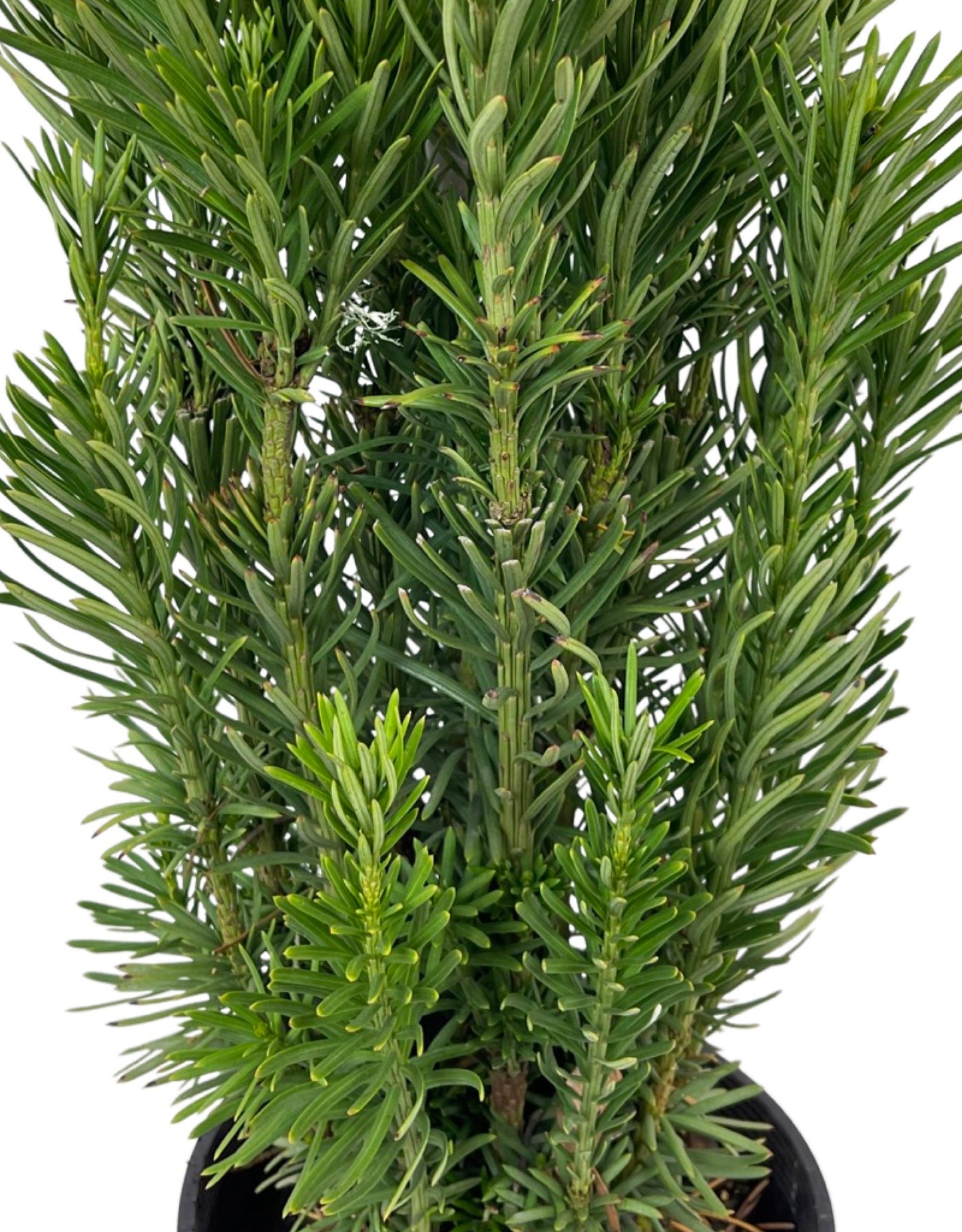 Cephalotaxus harringtonia 'Fastigiata' 2 Gallon - The Garden Corner