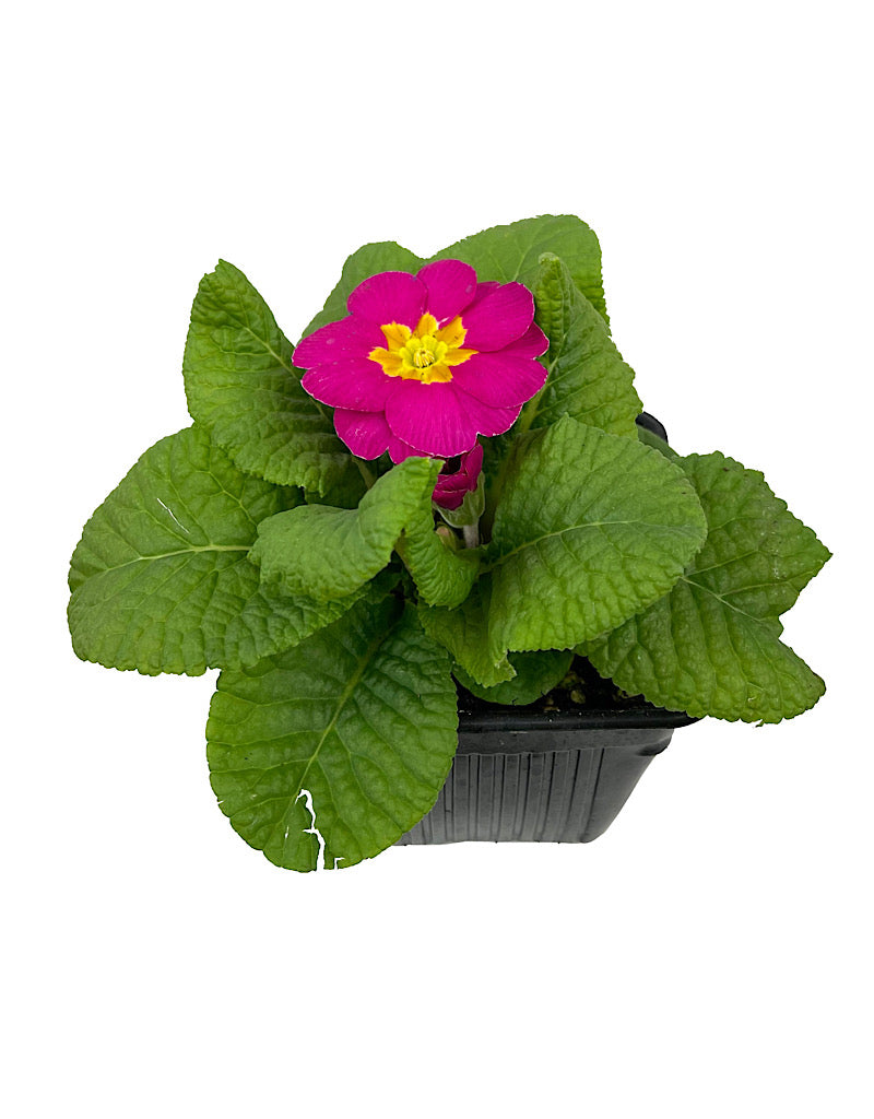 Primrose