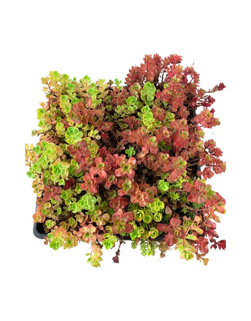 Mixed Sedum Square 10 Inch - Groundcovers