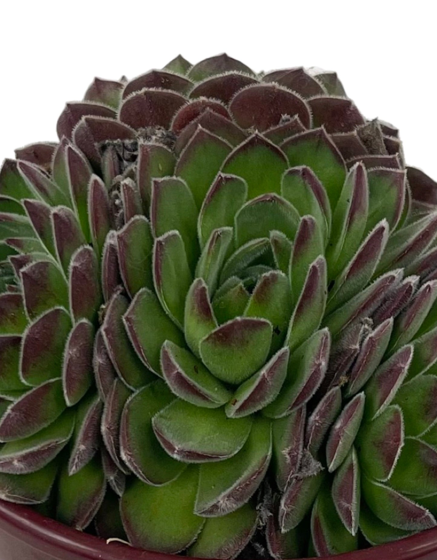 Sempervivum 'Sugar Shimmer' Quart