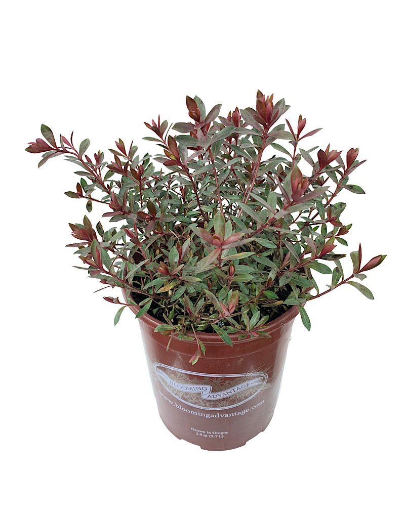 Hebe 'Caledonia' - The Garden Corner