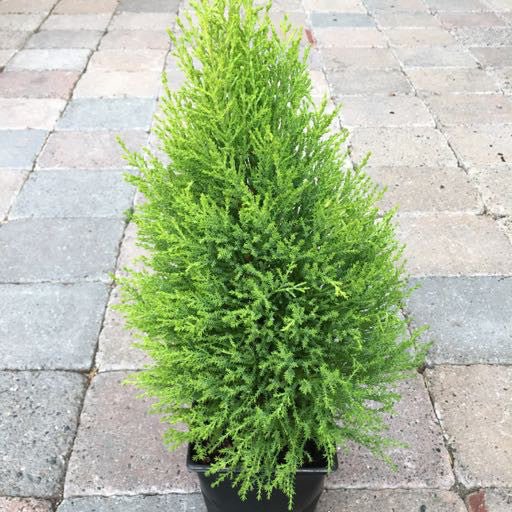Cupressus macrocarpa 'Wilma Goldcrest' - Shrubs