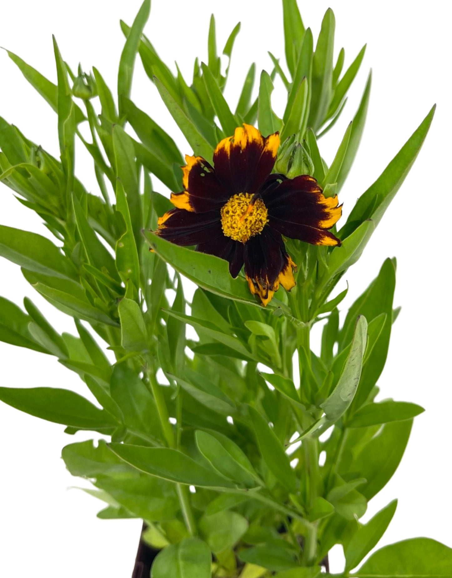 Coreopsis 'Uptick Red' - The Garden Corner