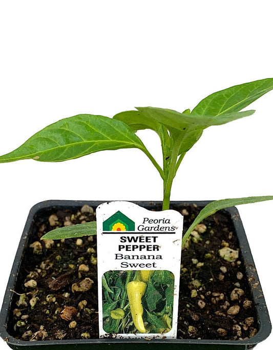 Pepper 'Banana Sweet - The Garden Corner