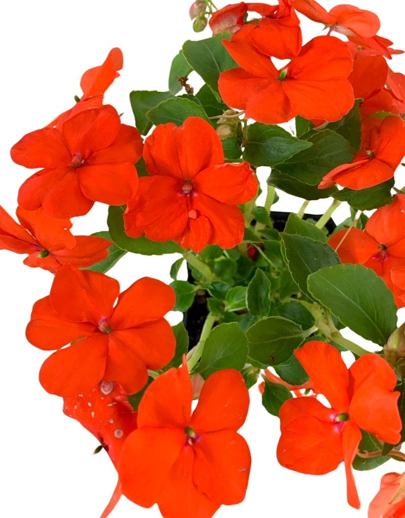 Impatiens 'Beacon Orange'