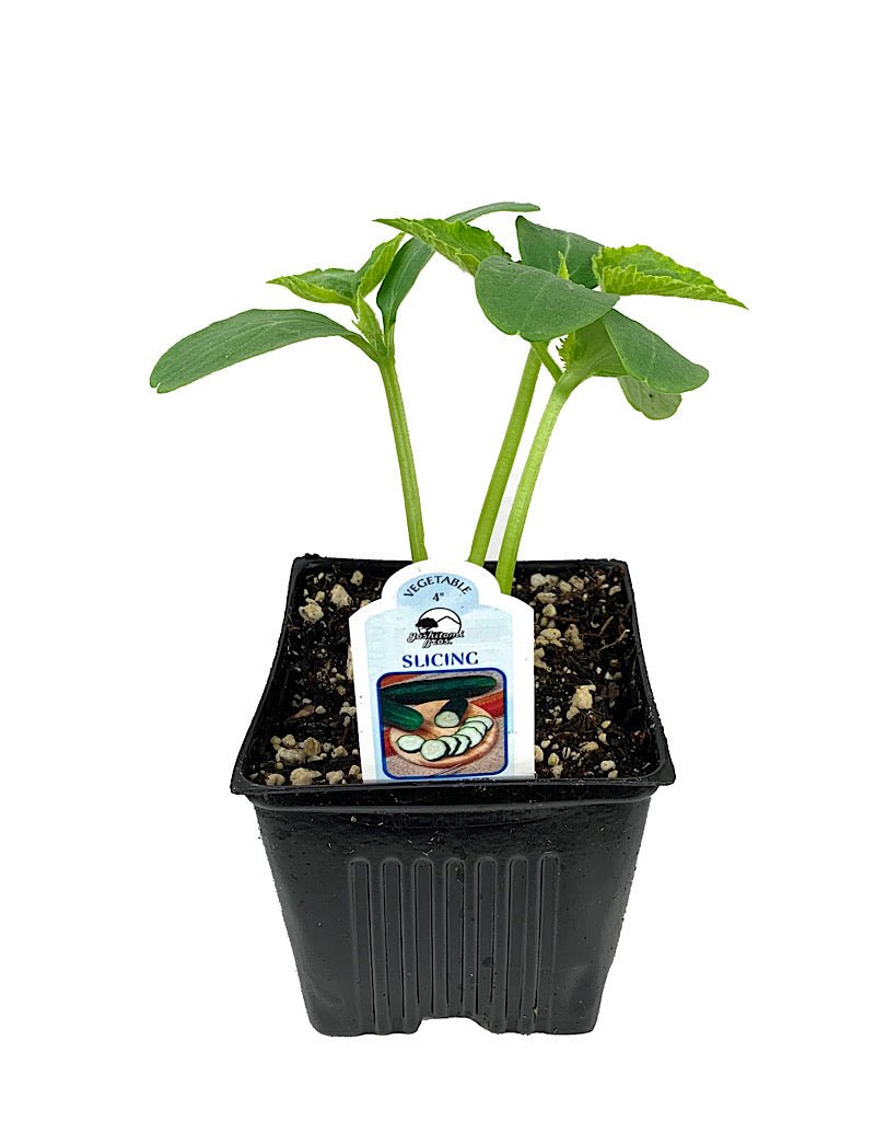 Cucumber 'Slicing' - The Garden Corner
