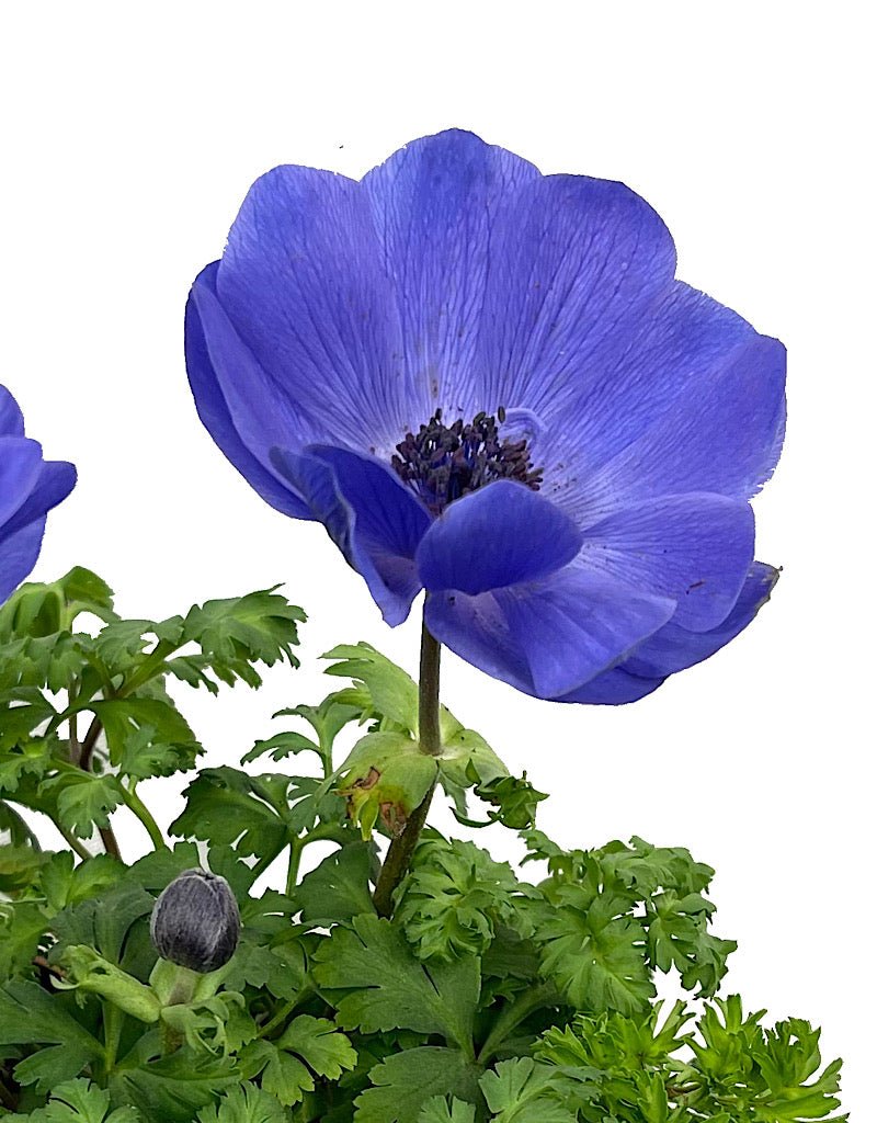 Anemone 'Harmony Blue' Quart - The Garden Corner