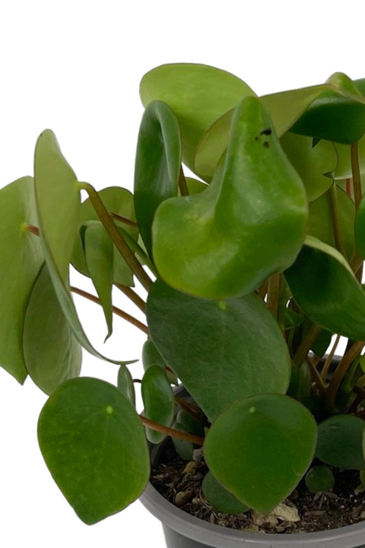 Peperomia polybotrya 'Raindrop' - The Garden Corner