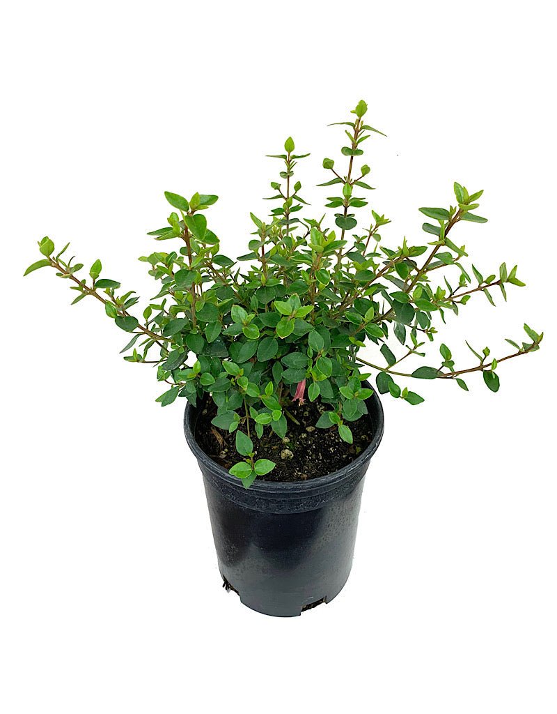 Correa 'Dusky Bells' - The Garden Corner