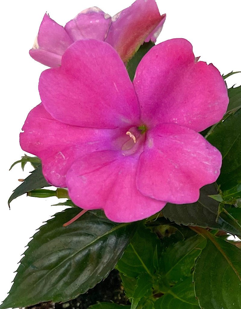 Sunpatiens 'Compact Hot Pink' - The Garden Corner