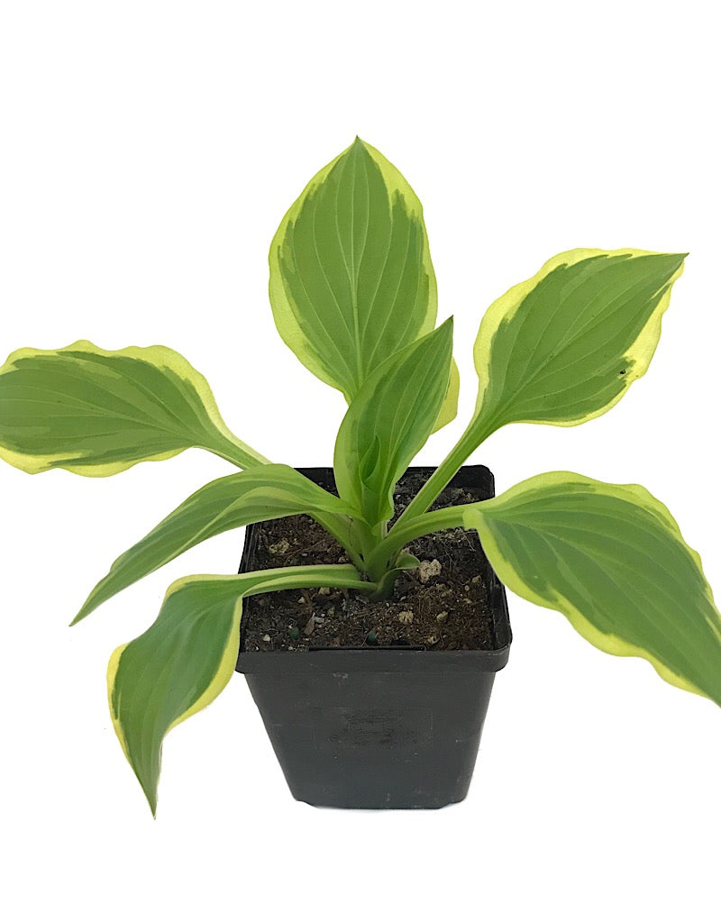 Hosta 'So Sweet' 4 inch