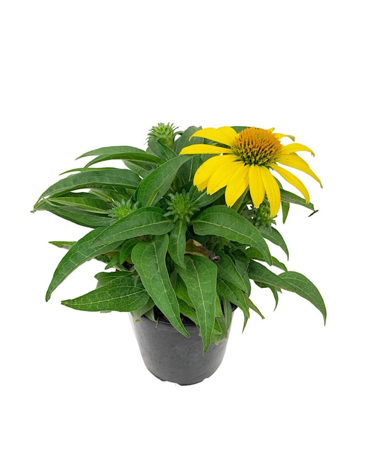 Echinacea 'Sombrero Lemon Yellow'