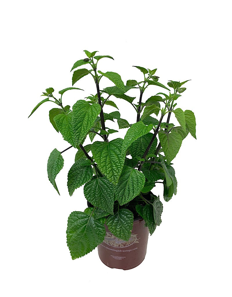 Salvia guaranitica 'Black and Blue'