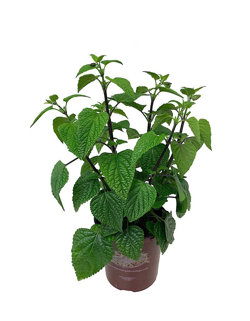 Salvia guaranitica 'Black and Blue' - Perennials