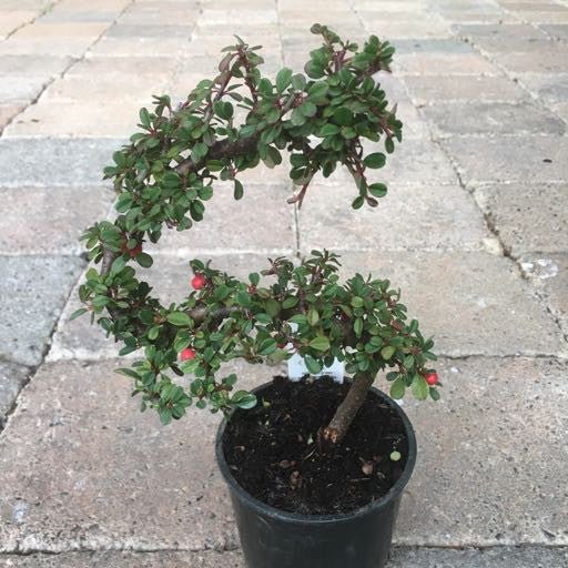 Cotoneaster d. 'Strieb's Findling Pre - Bonsai' 4 Inch - The Garden Corner