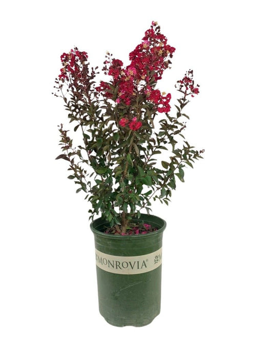 Lagerstroemia 'Double Dynamite' - The Garden Corner