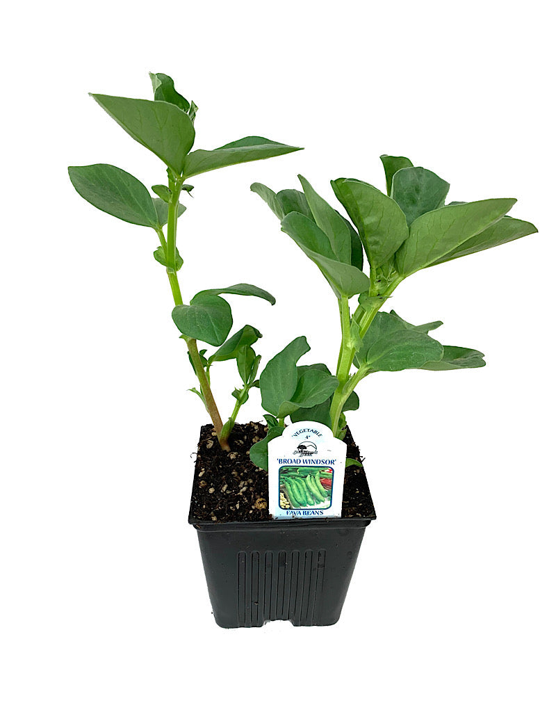 Pole Bean 'Broad Windsor' 4 Inch