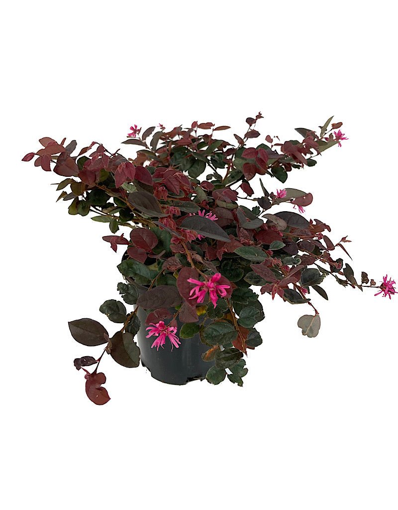 Loropetalum chinense 'Sizzling Pink' - Shrubs