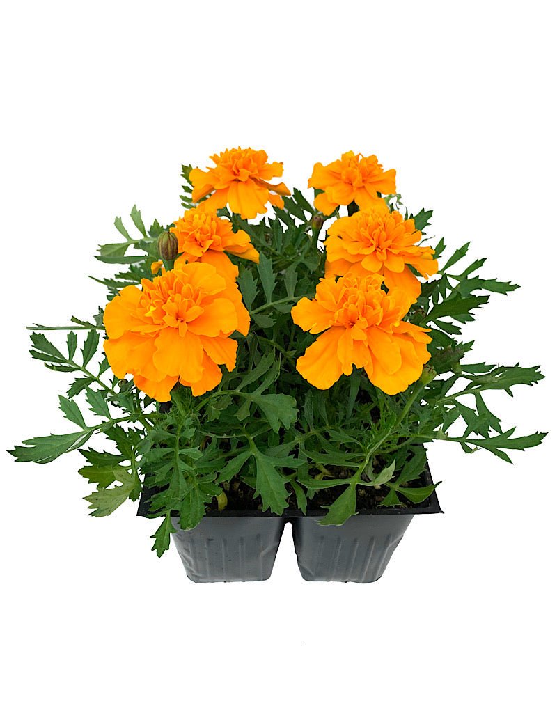 Marigold 'Bonanza Orange' - The Garden Corner