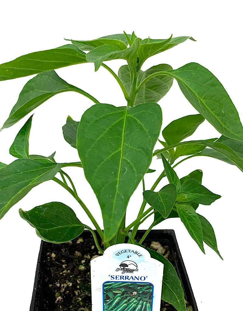 Pepper 'Serrano'